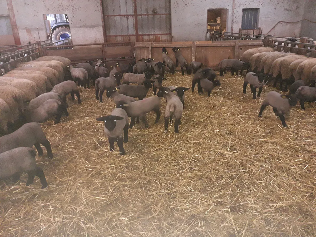 reproducteur-elevage