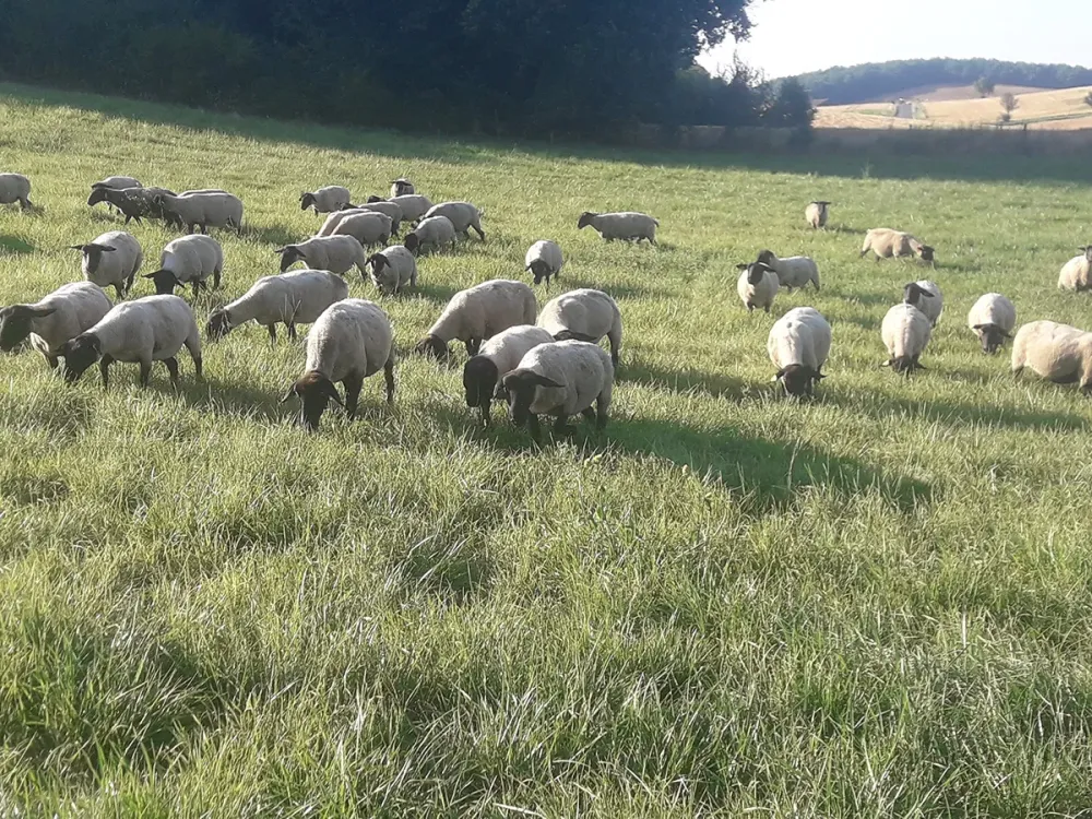 reproducteur-elevage-2