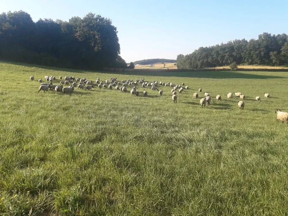 élevage mouton suffolk à Brousse