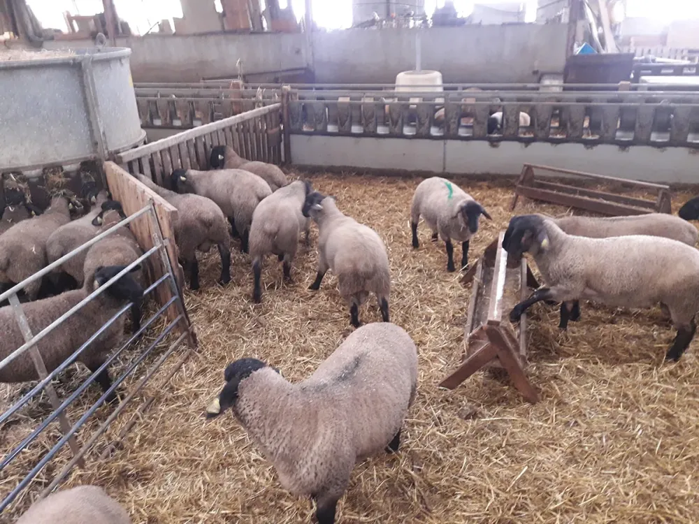 reproducteur-elevage-4