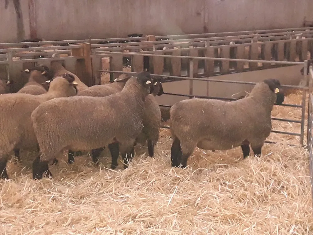vente béliers suffolk à Brousse