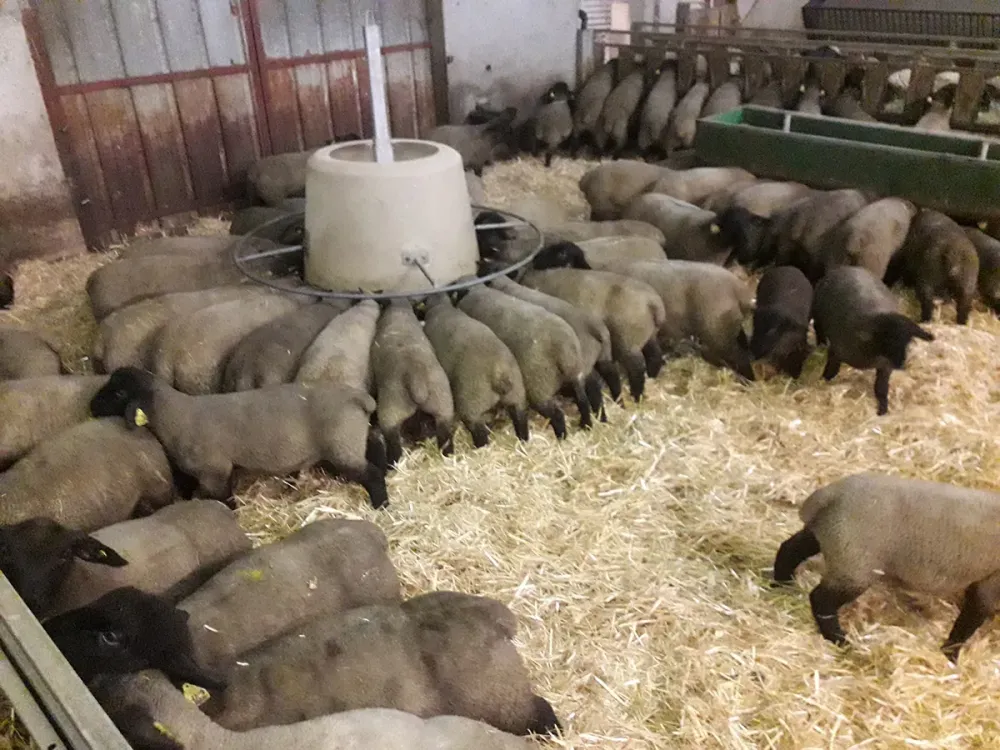 reproducteur-elevage-8