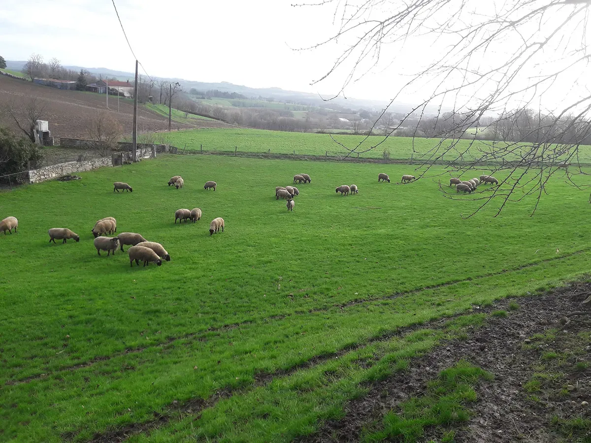 reproducteur-elevage-9