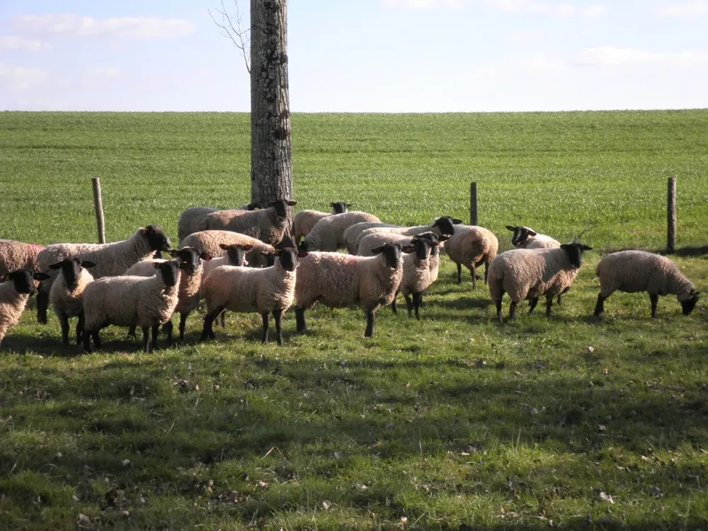 reproducteur bélier suffolk à Brousse